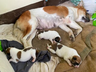 newborn brown and white puppies