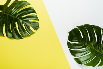 top view of green palm leaves on white and yellow background