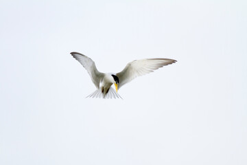 
Fisherman bird in the Pantanal