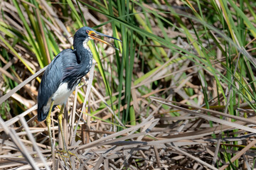 An immature Great Blue Heron strolling in the grasses  of a Florida wetlands bird refuge