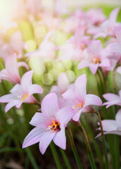 Fototapeta na wymiar Blooming Pink Rain Lilies