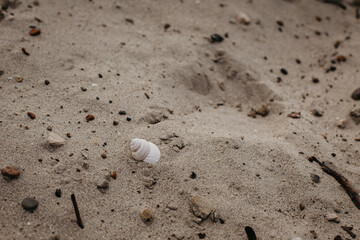 snailshell on the sand