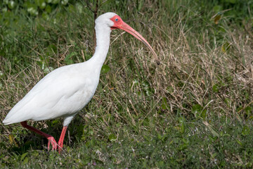 Close-up of a White Ibis strolling in the grassy shoreline of a Florida wetlands pond.