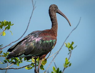 A Glossy Ibis