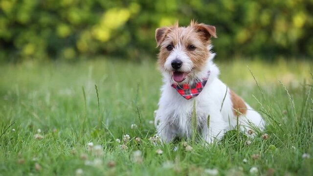 Funny happy cute jack russell pet dog puppy sitting in the grass and smiling, listening in summer
