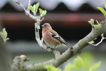 bird