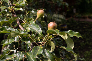 young pear fruits in the garden