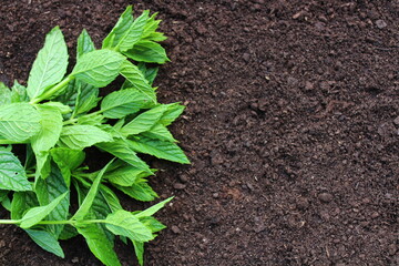 Pfefferminze auf der Erde