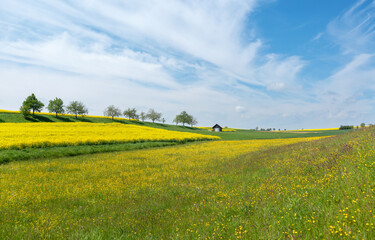 Fototapeta premium Idyllische ländliche Szene mit großer Blumenwiese, Feldern und kleiner Hütte in hügeliger Landschaft im Frühling