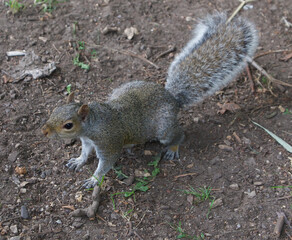 Close up of common grey squirrel standing on rough ground