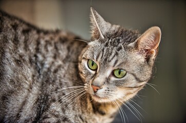 Portrait of a cat of the breed European Shorthair