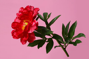 Bright red peony color isolated on a pink background.