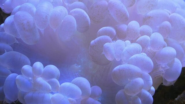 Sea Anemon close -up in slow movement. Coral reef. Underwater video
