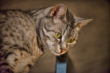 Portrait of a cat of the breed European Shorthair