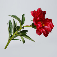 Peony bright red isolated on a gray background.