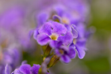 Fototapeta na wymiar Purple flowers in the Thai forest