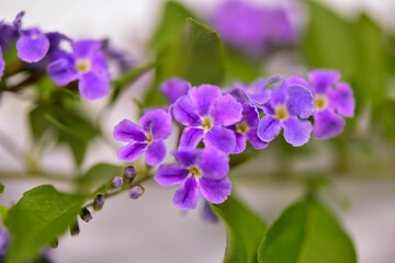 
Purple flowers in the Thai forest