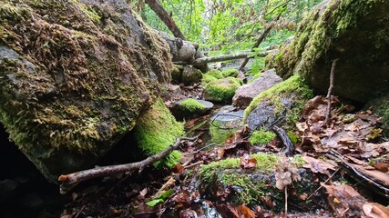 frog on a rock