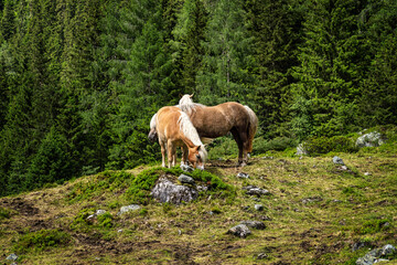 Obraz na płótnie Canvas Haflinger Pferd im Gebirge