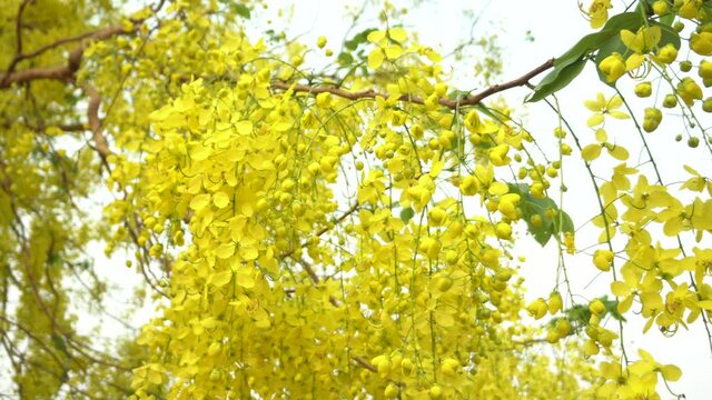 yellow Cassia fistula flower