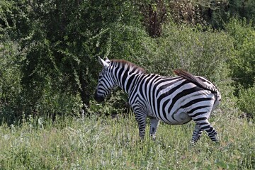 Fototapeta na wymiar Plain Zebra / Equus quagga / in Nechisar National Park. South Ethiopia. Africa.