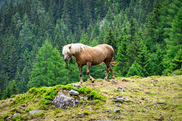 Haflinger Pferd im Gebirge