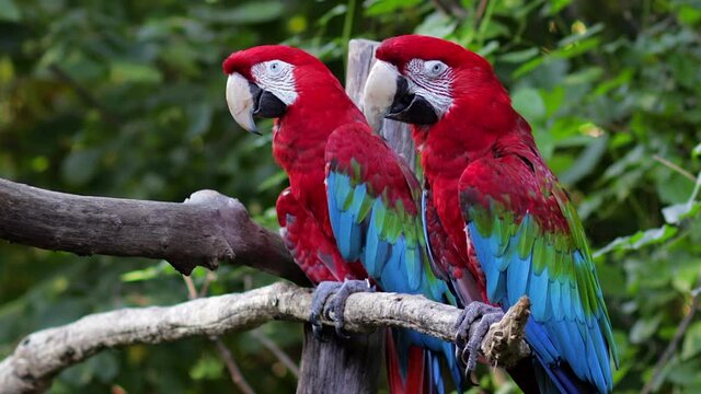 Tropical parrots in the nature, zoo, park or safari. Natualr light, sunny forest