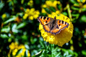 Butterfly urticaria (lat. Aglais urticae, Nymphalis urticae) sits on a yellow flower in early autumn. Russia.