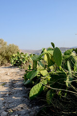 Prickly pear cactus along road in Samaria. Vertical photo of a beautiful hot nature under blue sky