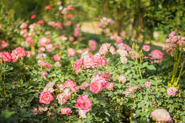Beautiful pink roses flower in the garden