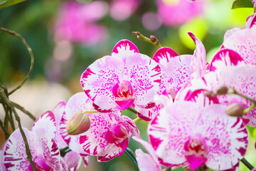 Beautiful Phalaenopsis Orchid flower blooming in garden floral background