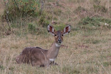 Nyala Mountain / Tragelaphus Buxtoni / .Very rare African Ungulate. Bale National Park. Ethiopia. Africa
