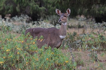 Nyala Mountain / Tragelaphus Buxtoni / .Very rare African Ungulate. Bale National Park. Ethiopia. Africa
