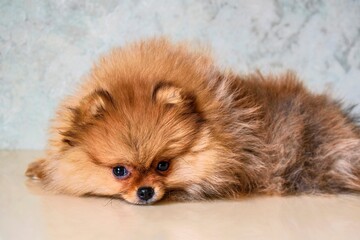 Fototapeta premium A look of the eyes of a little puppy of a Pomeranian spitz-dog at the age of three months lying on the table.