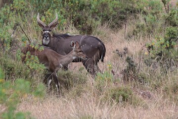 Nyala Mountain / Tragelaphus Buxtoni / .Very rare African Ungulate. Bale National Park. Ethiopia. Africa
