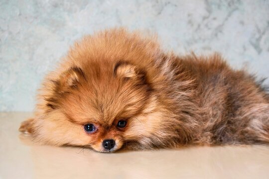A look of the eyes of a little puppy of a Pomeranian spitz-dog at the age of three months lying on the table.
