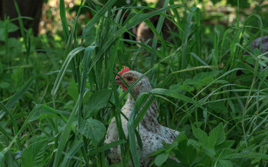 Wild farm variegated chicken bird in grass