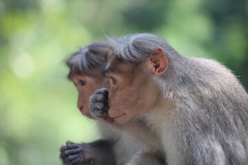Bonnet macaques