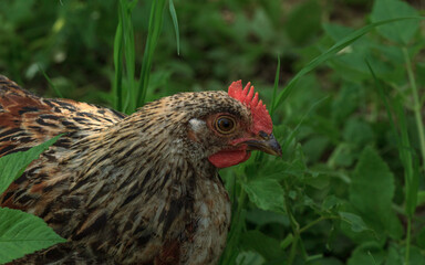 Wild farm variegated chicken bird in grass