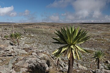 Giant Lobelia forest on 4000 m high Sanetti Plateau in Bale Mountains, southeastern Ethiopia, a unique habitat in the afro-alpine zone. Ethiopia. Africa.
