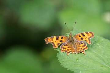 Close up of Comma butterfly  on green leaf with water droplets