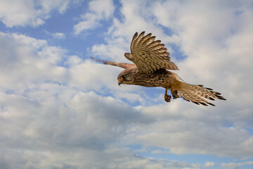 Close up of Kestrel - bird of prey - hovering in the sky, hunting for prey