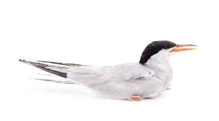 One beautiful seagull.