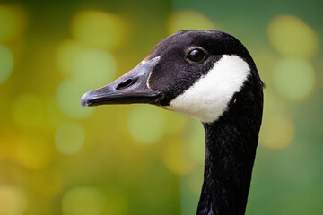 Striking close up of head of adult Canada Goose - side view - in Wiltshire, England
