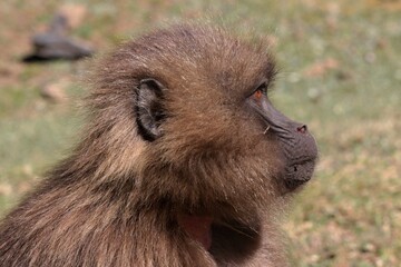 Gelada Baboon /Theropithecus Gelada/.  Simien Mountains National Park. Geladas are great primates living in Ethiopia only.Africa.