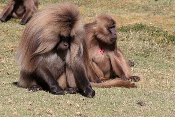 Gelada Baboon /Theropithecus Gelada/.  Simien Mountains National Park. Geladas are great primates living in Ethiopia only. Africa.