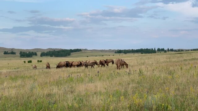 Beautiful summer landscape. Horses grazing in a meadow