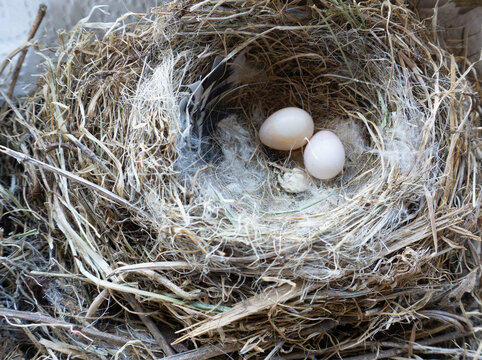 Nest mit Eiern