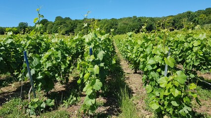 Fototapeta na wymiar Champagne Vineyards Nature Landscape Countryside
