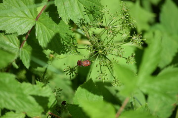Striped bugs